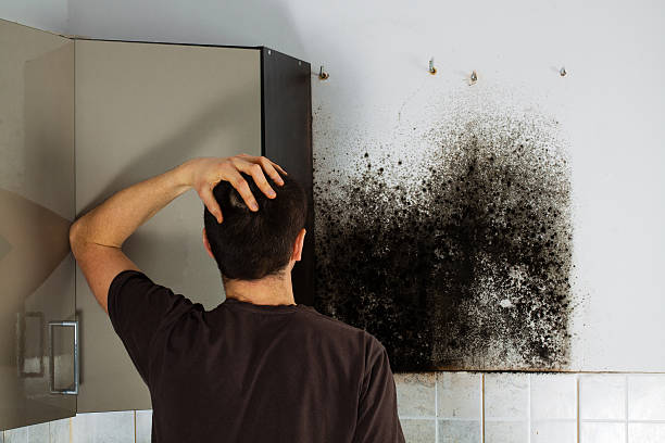 Best Mold Damage Repair  in Vestavia Hills, AL